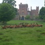 deer at powis castle