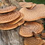 fungi at powis castle