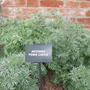 artimesia powis castle
