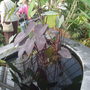 Dscf1179
