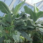 Dscf1184