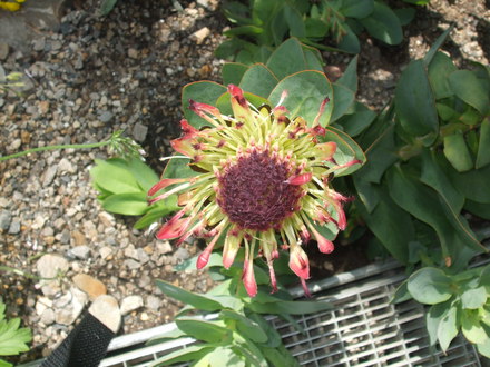 botanical garden of wales