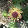 Dscf1197