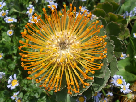 botanical garden of wales