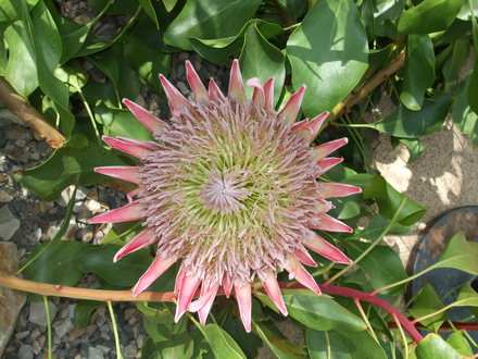 protea    botanical garden of wales
