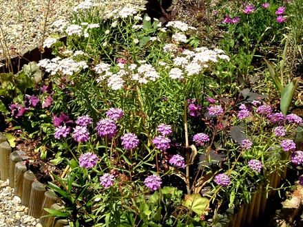 Candytuft (Iberis sempervirens (Candytuft))