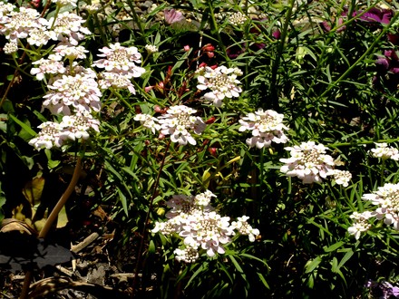 Very pale pink candytuft (Iberis sempervirens (Candytuft))