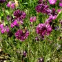 Centaura blooming like mad. (Centaurea cyanus (Cornflower))