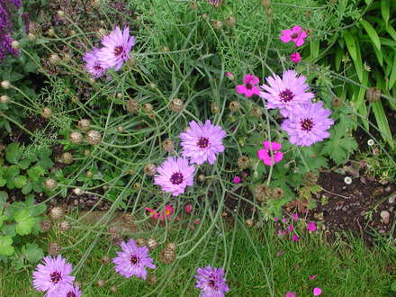 Catananche (Catananche caerulea)