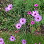 Catananche