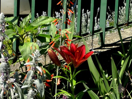 Lily, Penstemons and Stachys with Lavender beyond the railings.