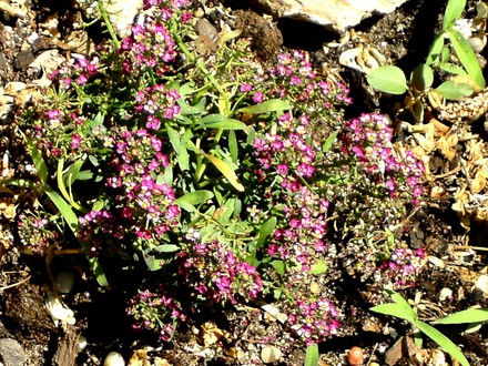 Pink Alyssum in front rockery (Lobularia maritima (Alyssum Rosie ODay))