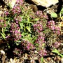 Lobularia maritima (Alyssum Rosie ODay)