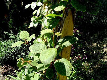 Actinidia or Kiwi vine. (Actinidia deliciosa (Kiwi fruit))