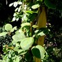 Actinidia deliciosa (Kiwi fruit)