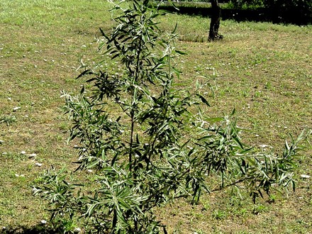 Salix eleagnos (Salix eleagnos)
