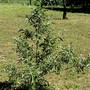 Salix eleagnos (Salix eleagnos)