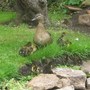 Ducklings - day old.