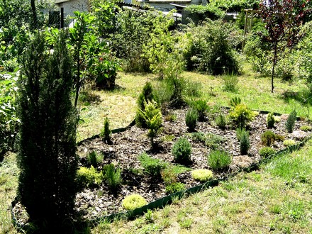 Conifer bed in early June