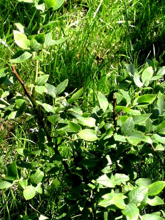 Young Blueberry tree (Vaccinium corymbosum (Hi bush Blueberry))