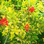 Crocosmia 'Lucifer' - August 2007 (Crocosmia x crocosmiiflora)