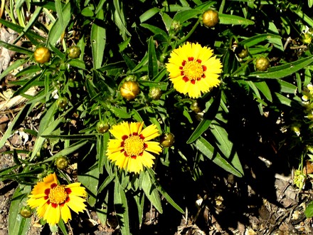 Coreopsis just starting to flower (Coreopsis goldfink)