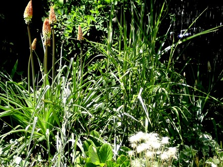 Kniphofia and Zebra grass competing for space.