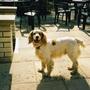 Bertie