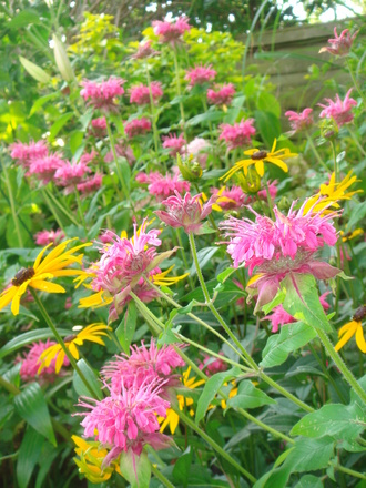 Bergamont - August 2007 (Monarda didyma)