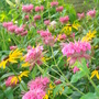 Bergamont - August 2007 (Monarda didyma)
