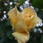 Cream_rosebud