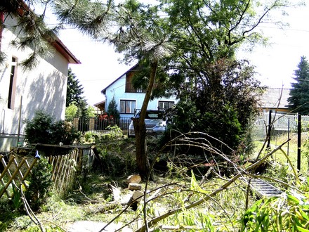 Remains of willow tree.