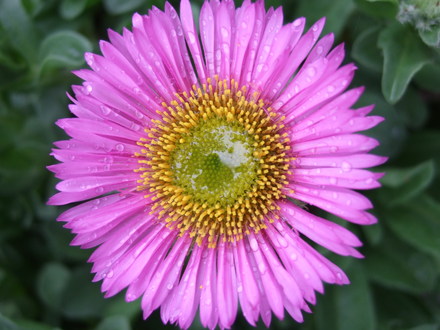 Erigeron (Erigeron aureus (Fleabane))