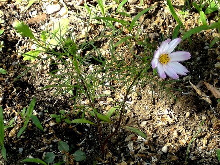 Cosmos???? (Cosmos bipinnatus (Cosmos))