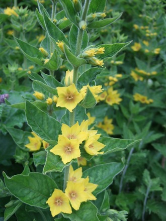 Lysimachia punctata. (Lysimachia punctata)