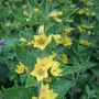Lysimachia_punctata