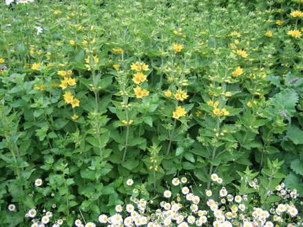 Lysimachia punctata in the top border. (Lysimachia punctata)