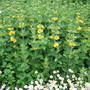 Lysimachia punctata in the top border. (Lysimachia punctata)