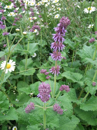 Salvia vercillicata 'Purple Rain' (Salvia nemerosa)