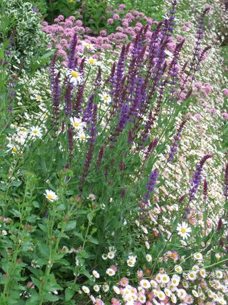 Salvia nemorosa in the top border. (Salvia nemerosa)