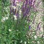 Salvia_nemorosa_in_the_top_border
