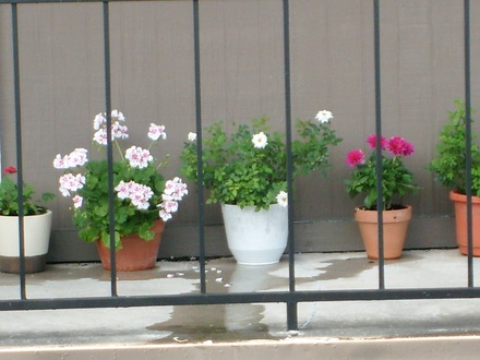 Some of my flowers seen from the opposite balcony.