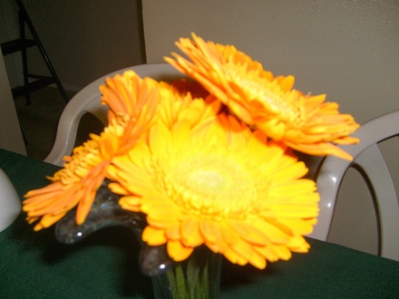 Giant orange gerbera daisies!
