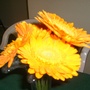Giant orange gerbera daisies!
