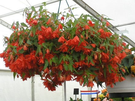 A garden flower photo