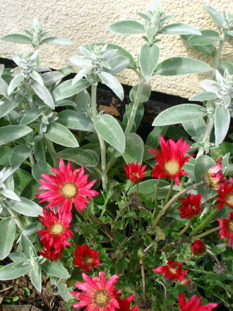 Stachys and Arctotis (Stachys byzantina)