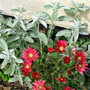 Stachys byzantina