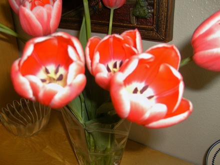 Close-up of the tulips. 