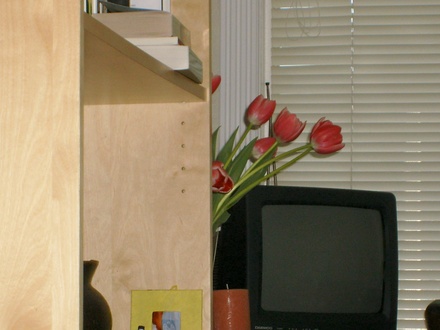 Tulips peeking from behind the bookcase. LOL 