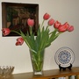 Red tulips with white tips